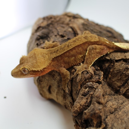 Chocolate Phantom Crested Gecko