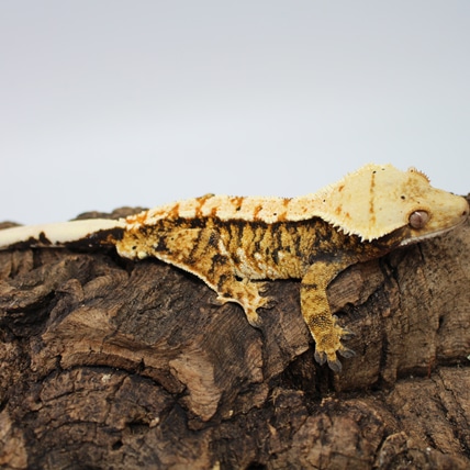 Tricolor Extreme Harlequin Dalmatian Crested Gecko