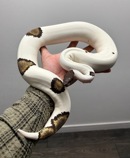 Black Head Mojave Pied Ball Python by Royal_b_p