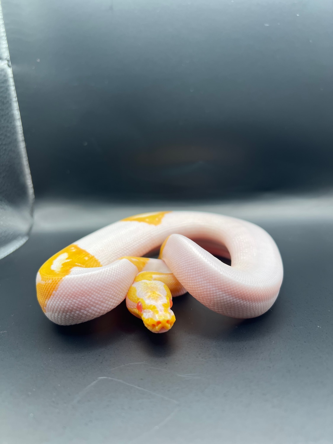 Albino Piebald Ball Python by FernDel Ball pythons - MorphMarket