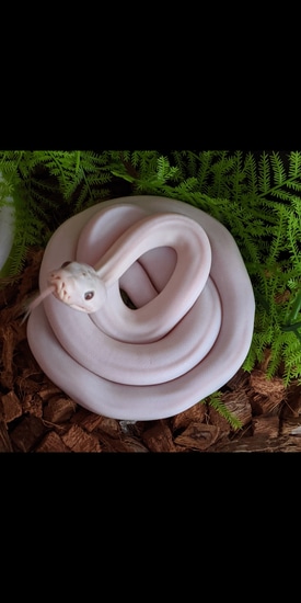 Super Phantom Het Purple Albino Reticulated Python by Ferris Royals