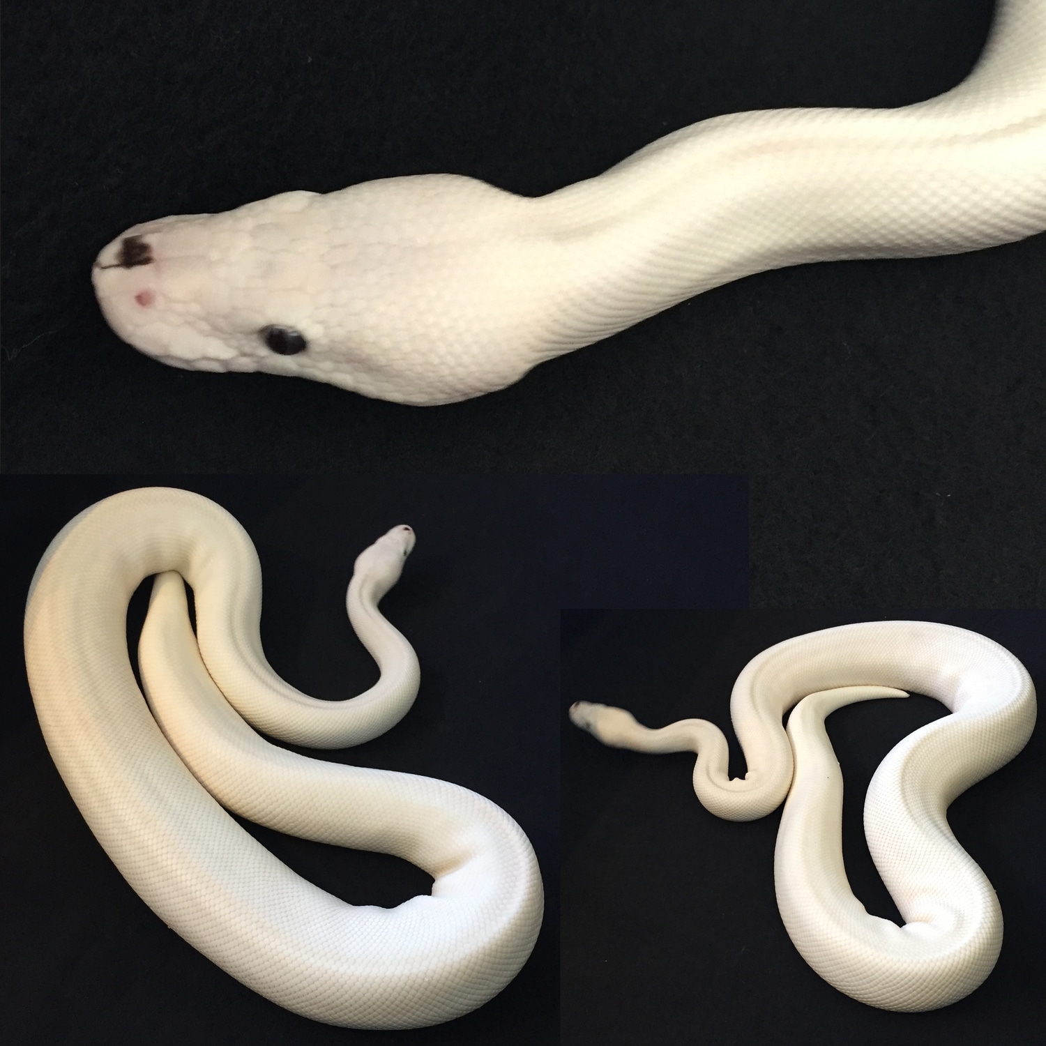 Blue Eyed Lucy Ball Python by FetusK Pythons - MorphMarket