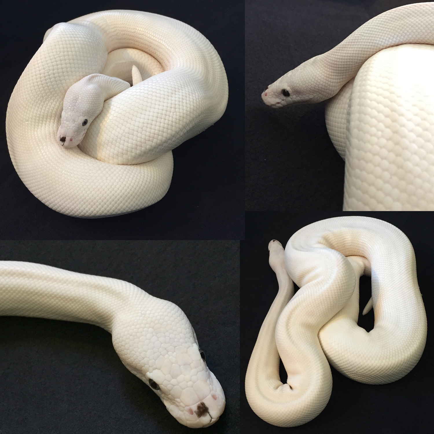 Blue Eyed Lucy Het Stripe Ball Python by FetusK Pythons - MorphMarket