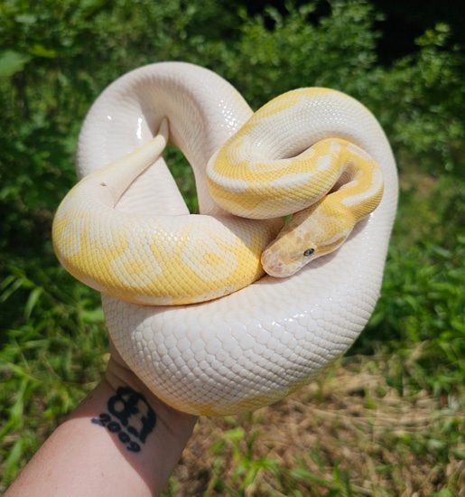 PB 100% Het Monsoon Pastel Crystal Ball Python by Dragonborn Household ...