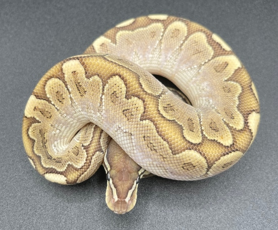 Bamboo Possible Arroyo Ball Python by Killey's Morphs