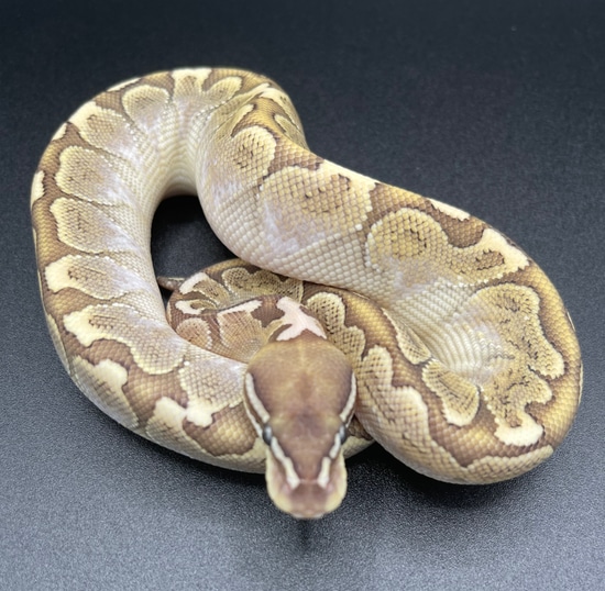 Bamboo Ball Python by Killey's Morphs