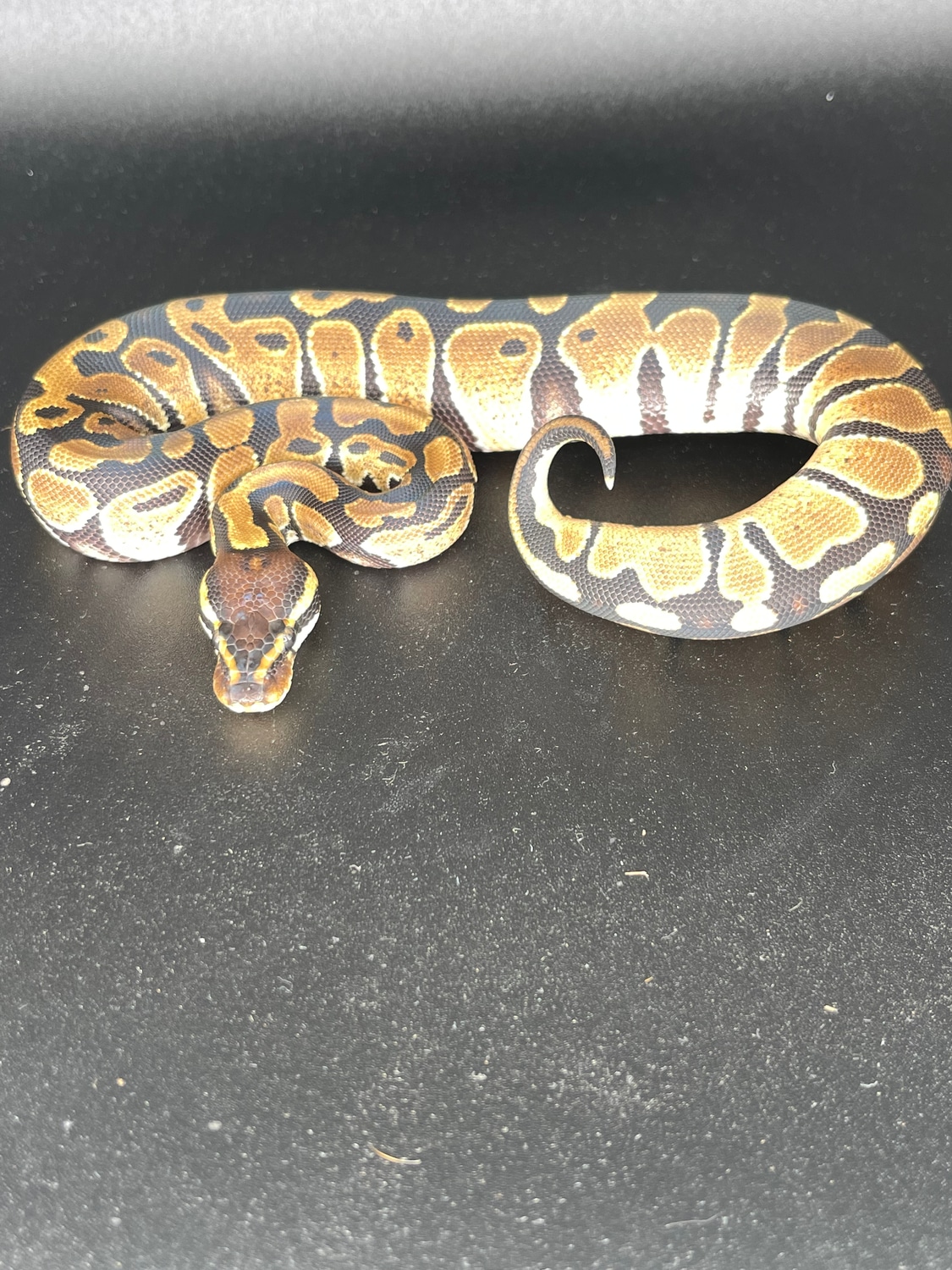 Normal Ball Python by Killey's Morphs - MorphMarket