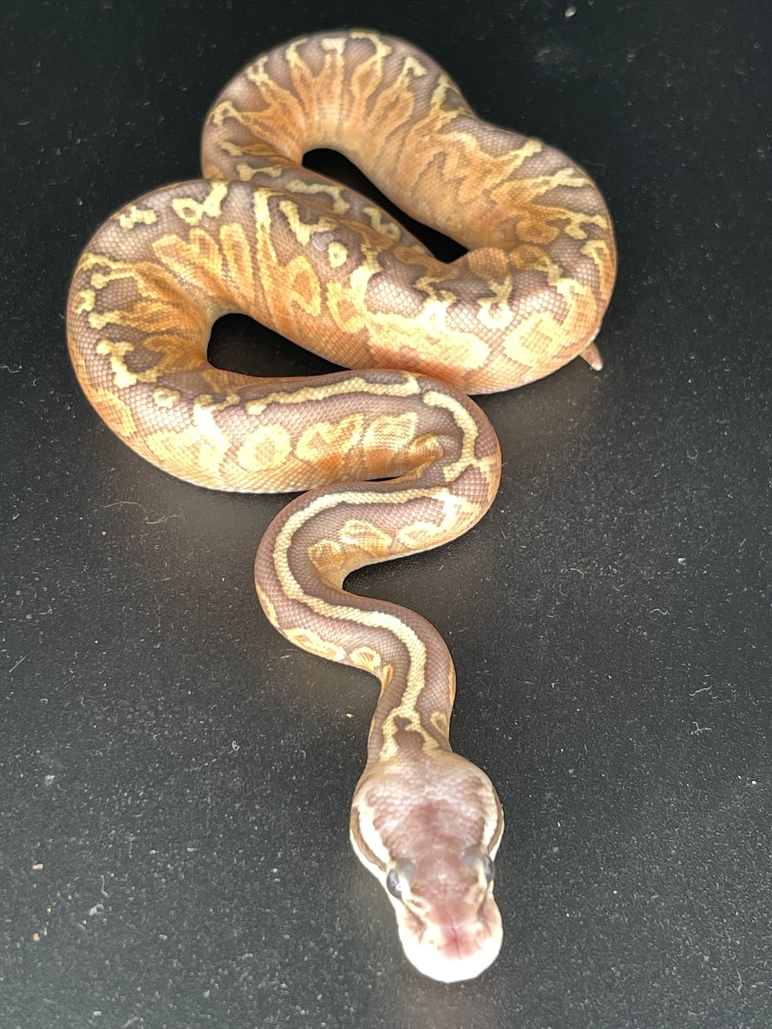 Super Pastel Sunset Ball Python by Killey's Morphs - MorphMarket
