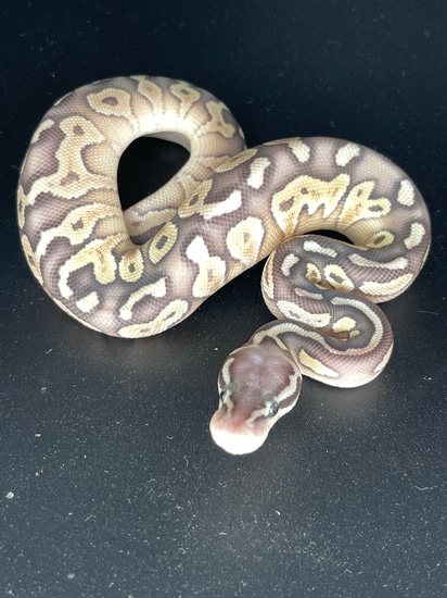 Super Pastel Lesser 100% Het Sunset Ball Python by Killey's Morphs