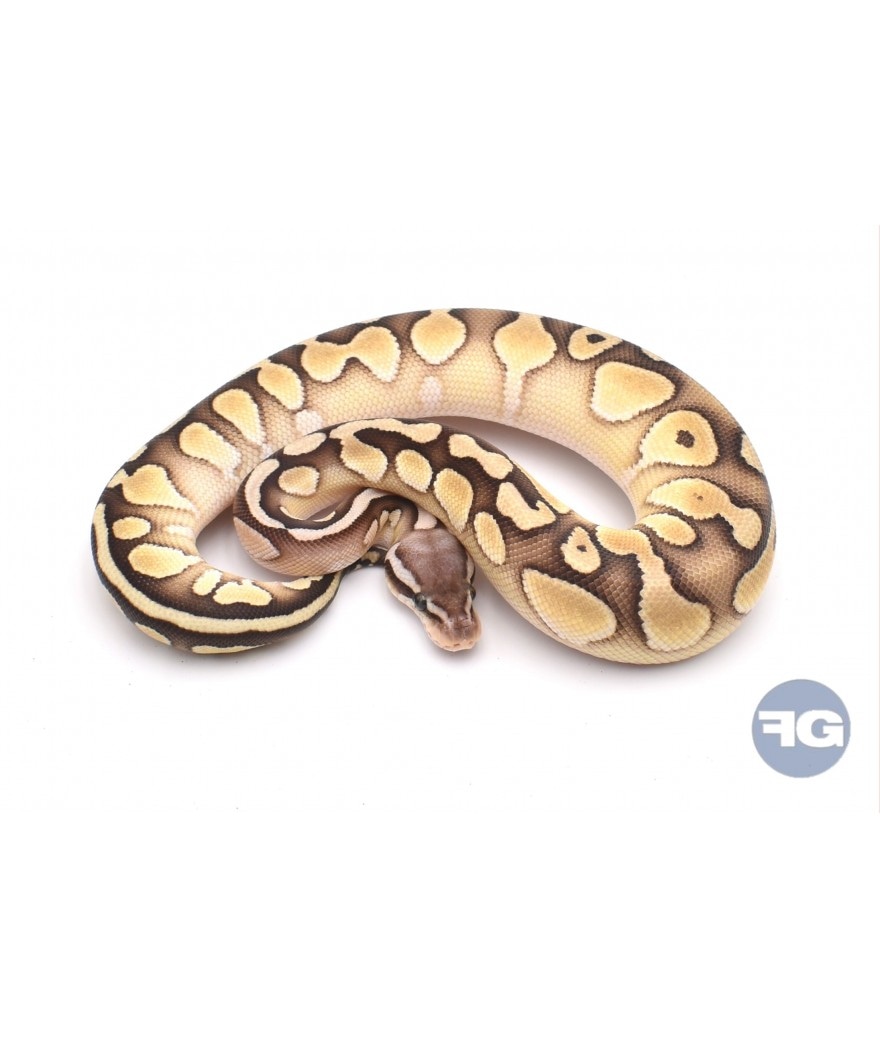 Lesser Pastel Poss Mahogany Male Ball Python by FG reptiles - MorphMarket