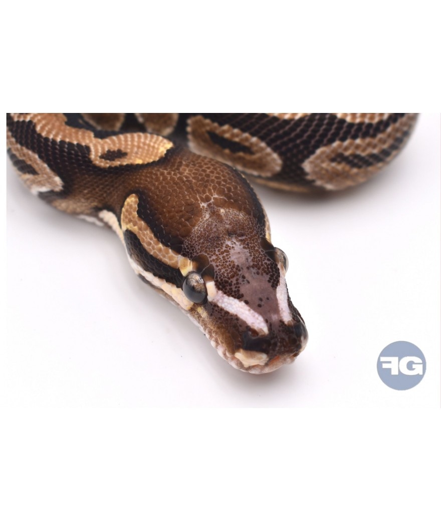 Scaleless Head Male Ball Python by FG reptiles - MorphMarket