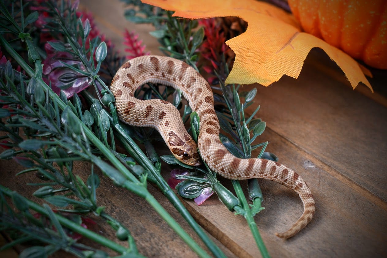 "Zoomies" Pastel Conda Western Hognose by Urban Dinos/Snakeful Grace