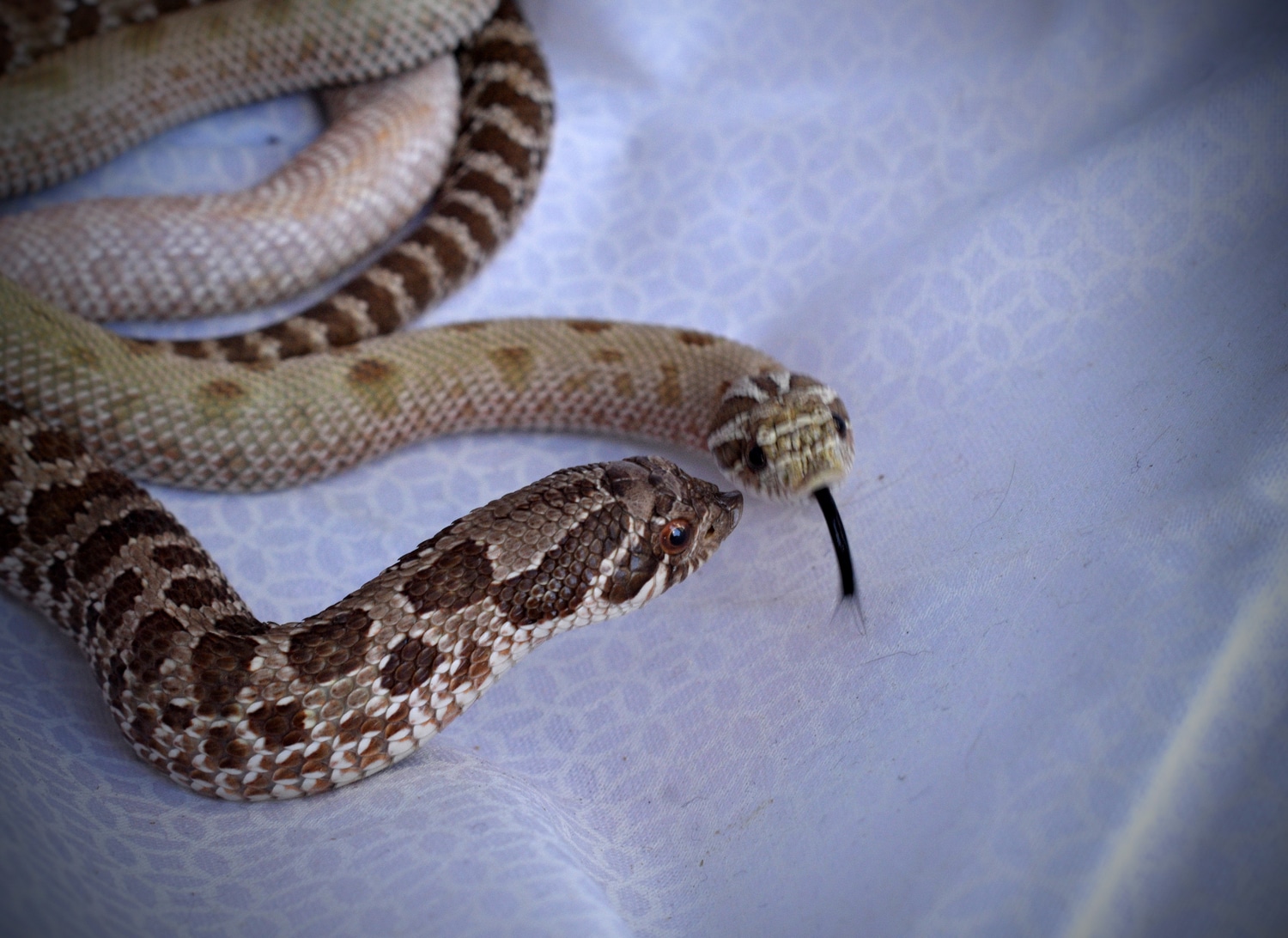 "Blueberry" Pastel Het Coral Male Western Hognose by Urban Dinos