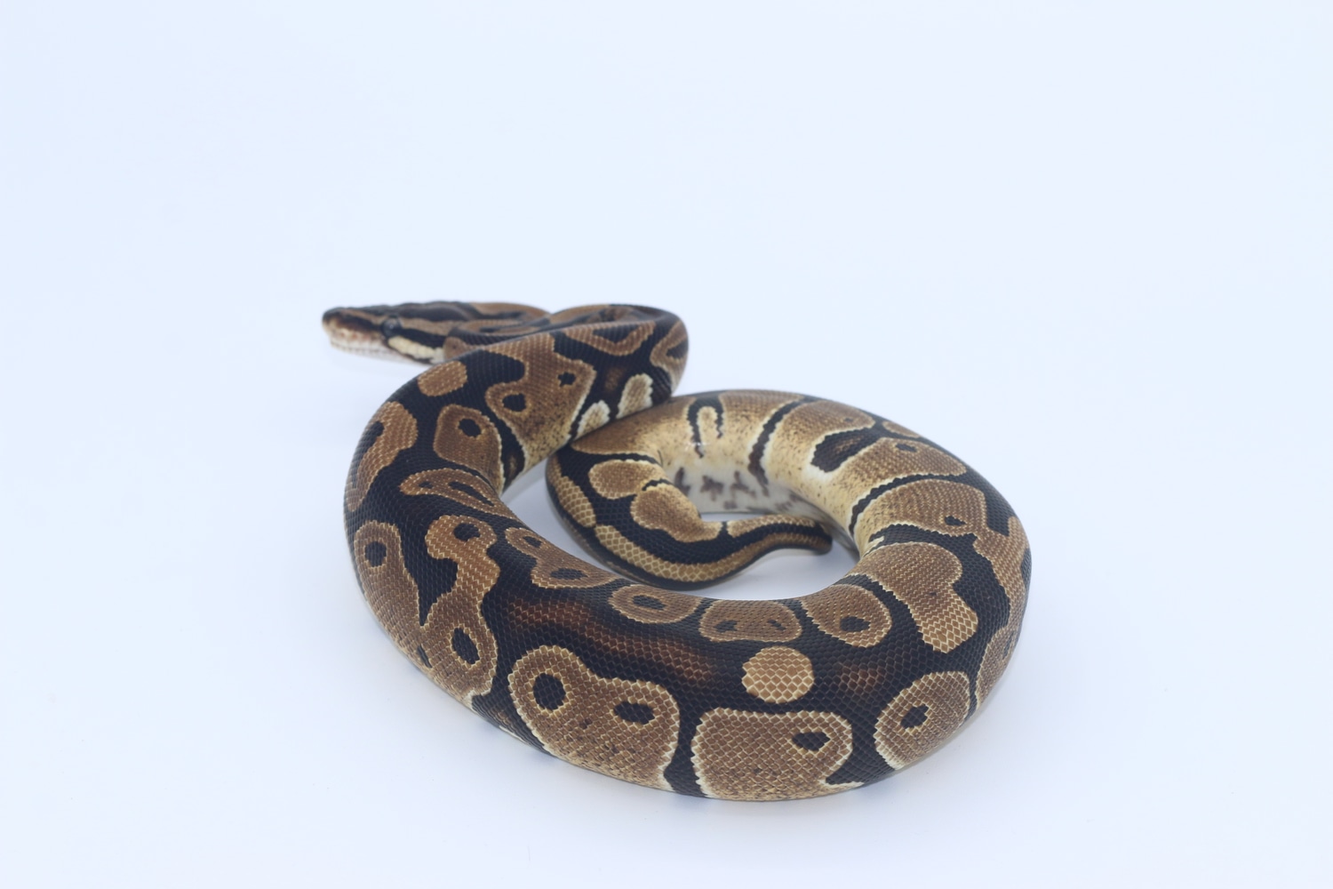 Normal 100% Get VPI Axanthic Ball Python by Bath Balls - MorphMarket
