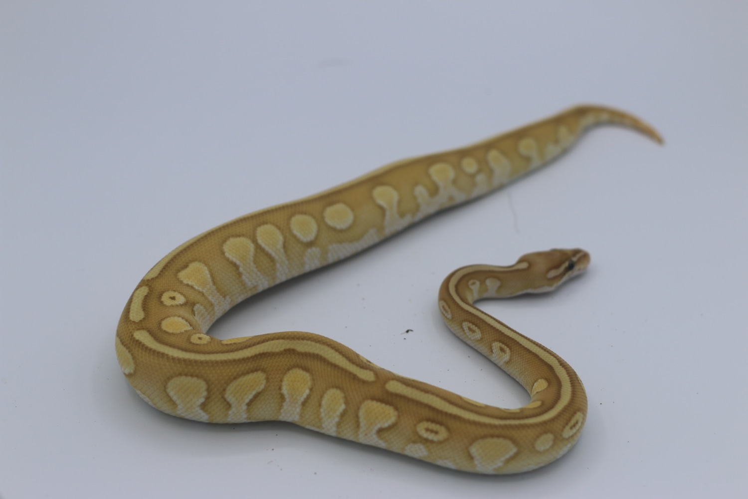 Lesser Enchi Banana Leopard Hurricane Ball Python by Bath Balls