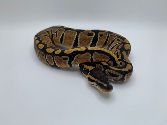 Beautiful Normal Female Ball Python by Fire Baby Ball Pythons