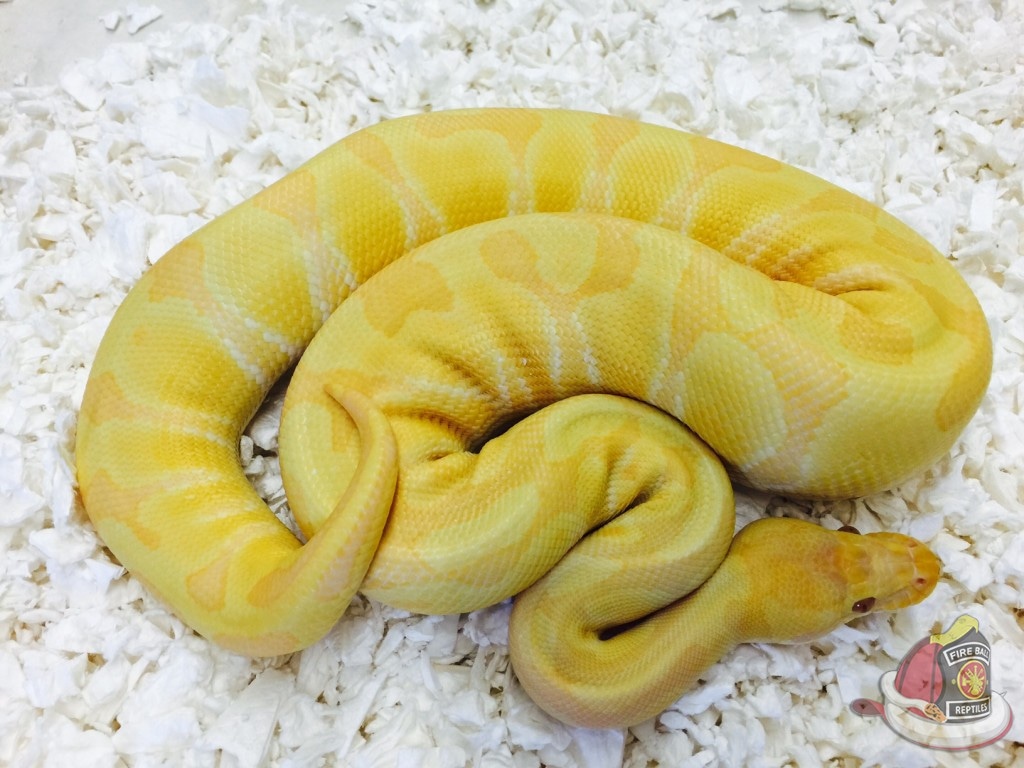 Albino Rainbow Ball Python by Fireball Reptiles - MorphMarket