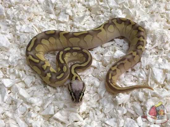 Super Pastel Butter Enchi Ball Python by Fireball Reptiles