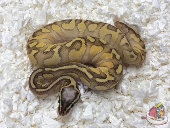 Pastel Butter Enchi Yellowbelly Ball Python by Fireball Reptiles