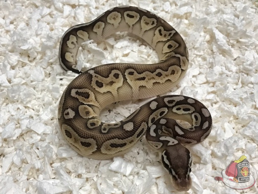 Pastel Butter Het Red Axanthic Ball Python by Fireball Reptiles ...