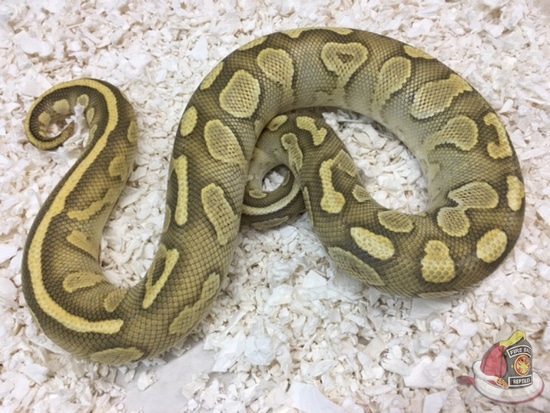 Hypo Butter Yellowbelly Ball Python by Fireball Reptiles