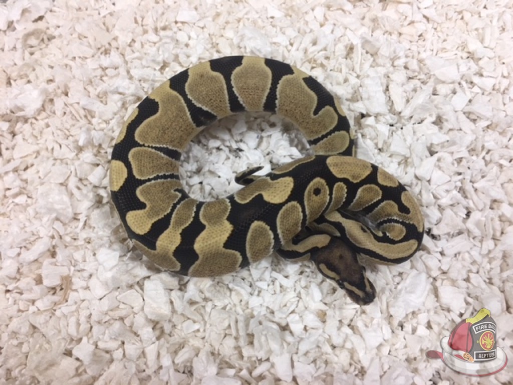Desert Ghost Ball Python by Fireball Reptiles - MorphMarket