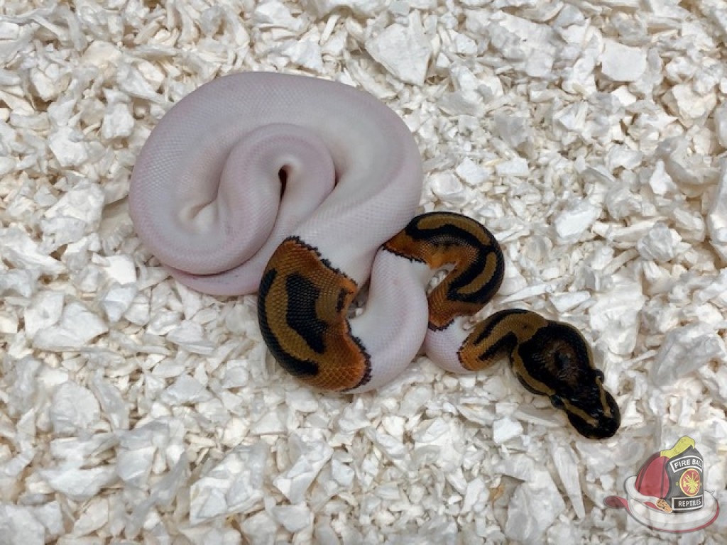 Piebald Ball Python by Fireball Reptiles - MorphMarket