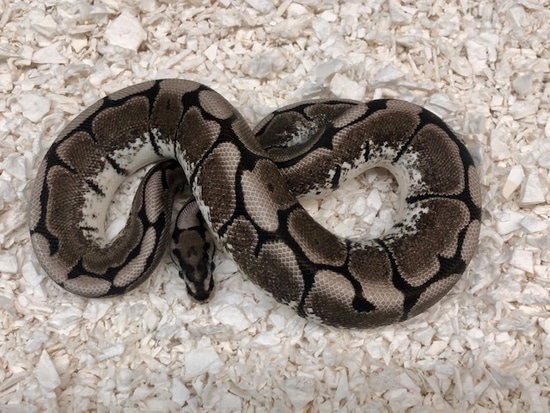 VPI Axanthic Spider 66% Het Desert Ghost Ball Python by Fireball Reptiles