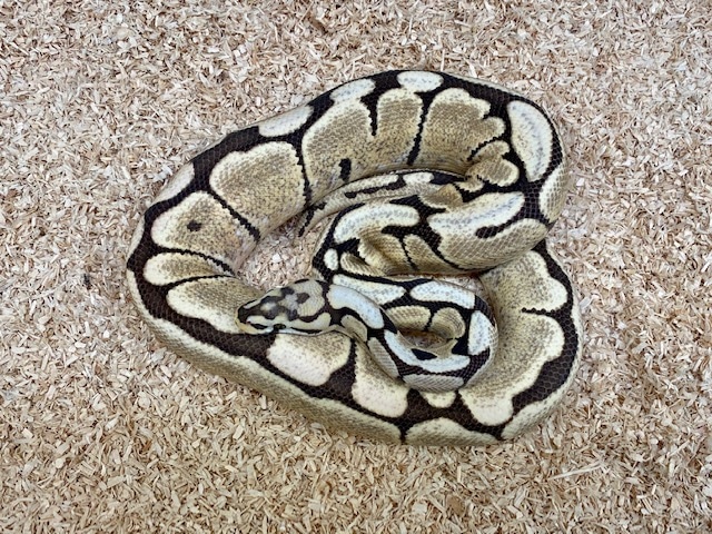 Spider Desert Ghost Ball Python by Fireball Reptiles - MorphMarket