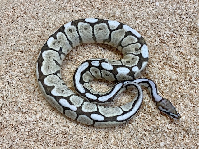 VPI Axanthic Spider Desert Ghost Ball Python by Fireball Reptiles ...