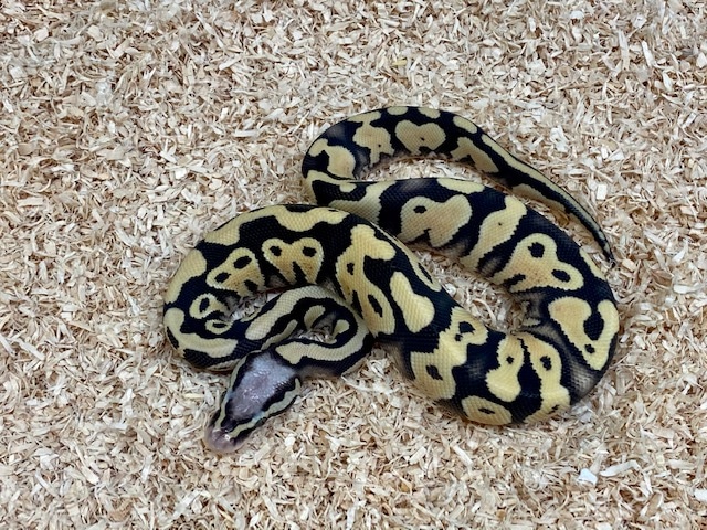 royal python or ball python python regius Images... Pastel Yellowbelly Desert Ghost Ball Python by Fireball Reptiles ...
