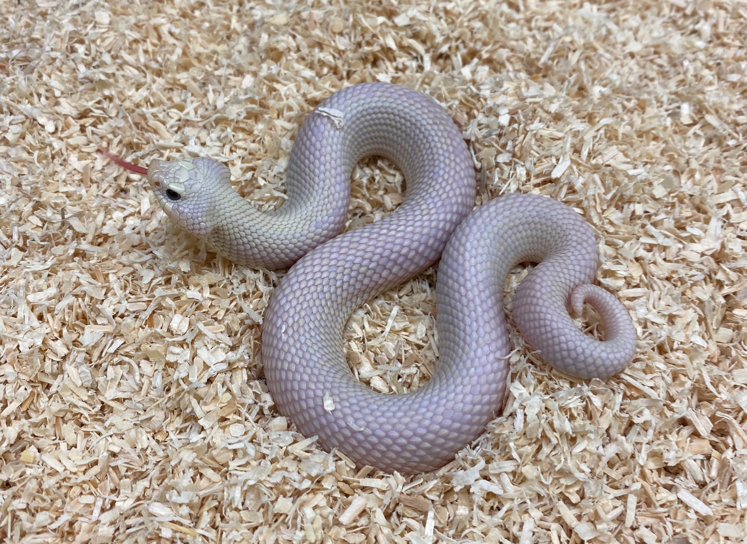 Leucistic Western Hognose by Fireball Reptiles MorphMarket
