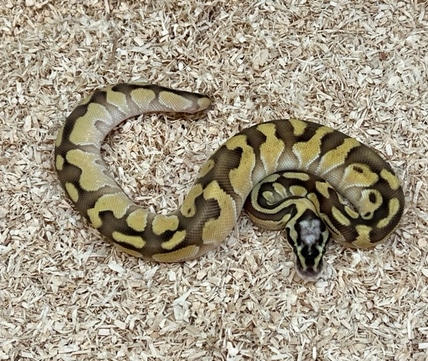 Pinstripe Desert Ghost Pied Ball Python by Fireball Reptiles - MorphMarket