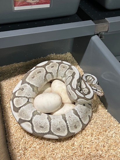 VPI Axanthic Desert Ghost Spider Ball Python by Fireball Reptiles