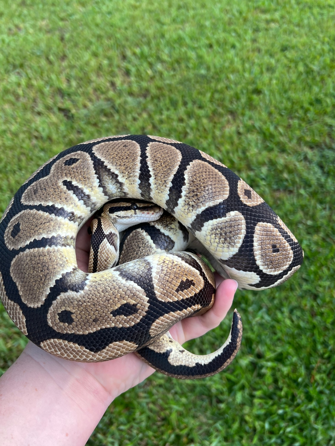 100% Double Het Desert Ghost Clown Ball Python by Fireball Reptiles ...