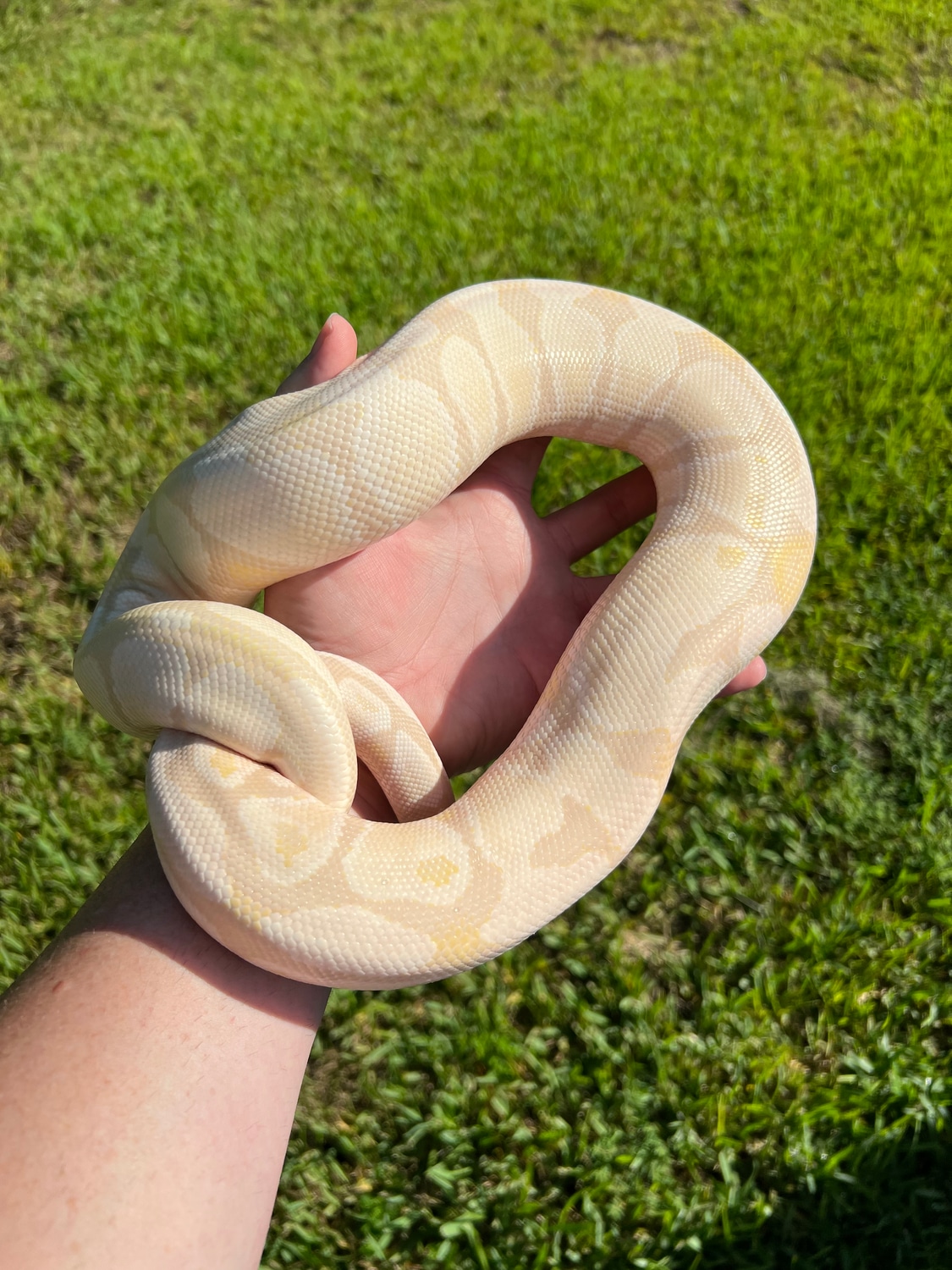 VPI Lavender Snow Ball Python by Fireball Reptiles - MorphMarket