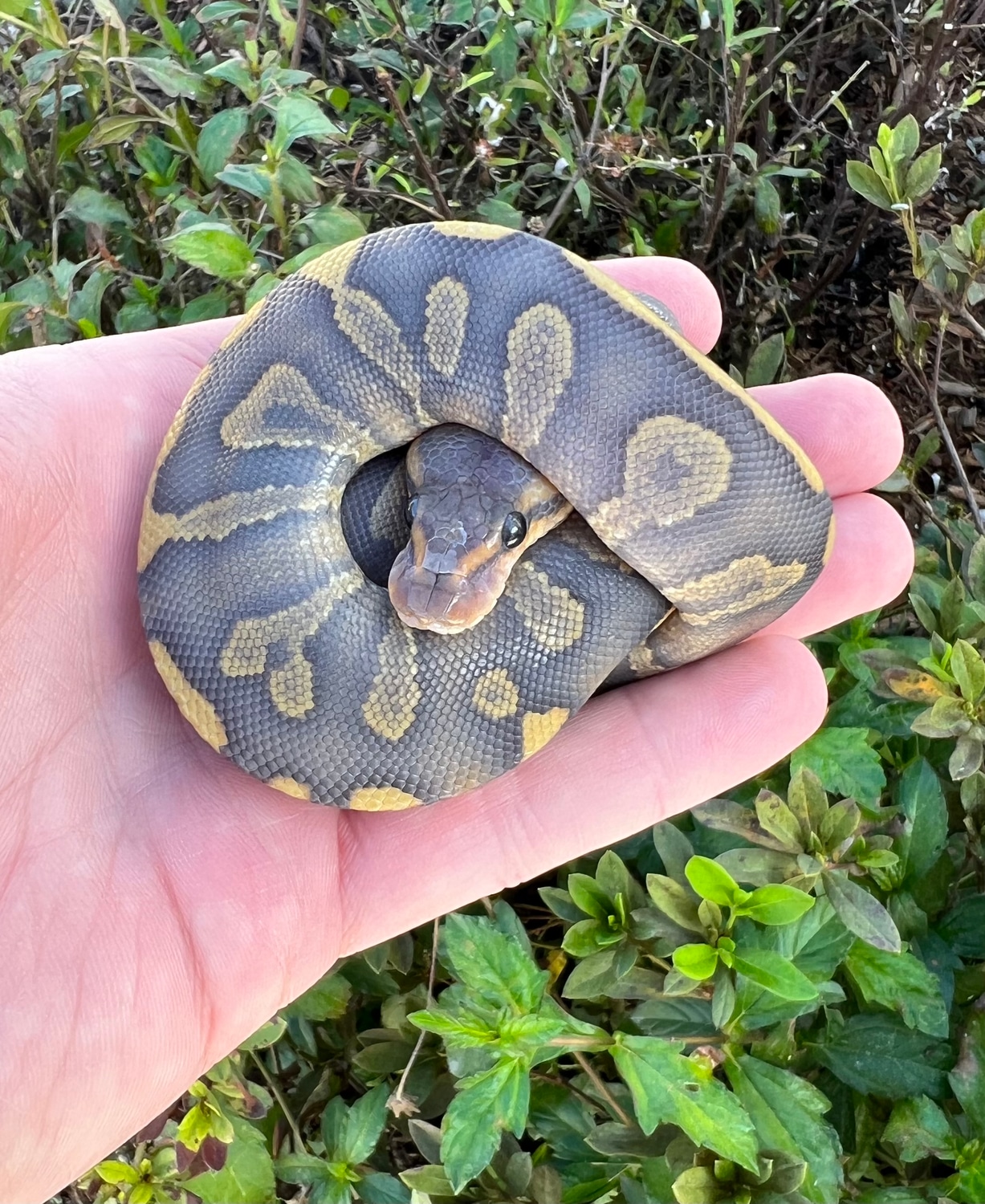 Hypo Super Chocolate Ball Python by Fireball Reptiles - MorphMarket