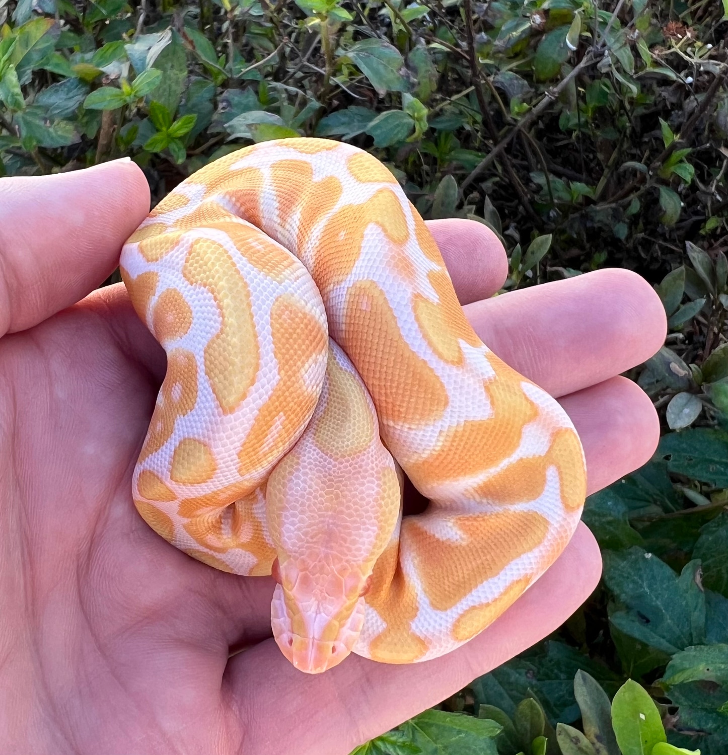 Albino Black Pastel Enchi Ball Python by Fireball Reptiles MorphMarket