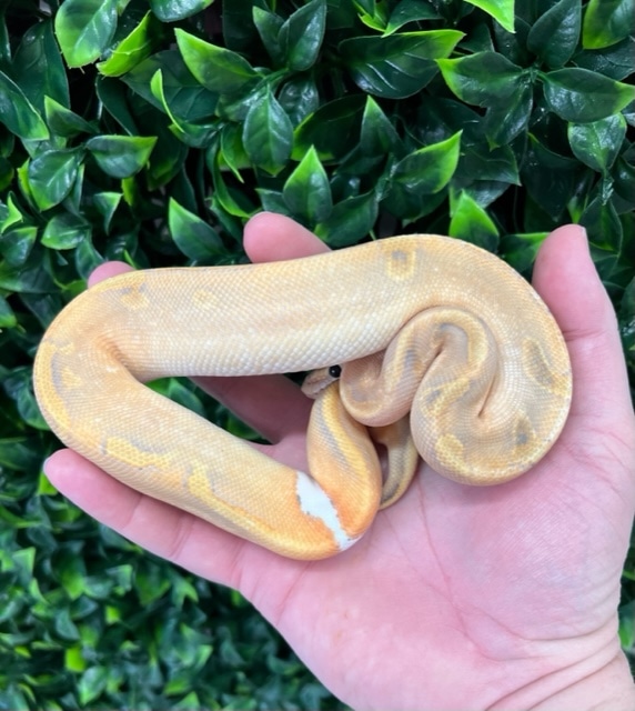 Black Pastel Enchi Mimosa Ball Python by Fireball Reptiles MorphMarket