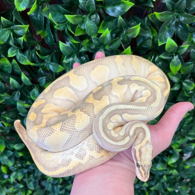 Hypo Pastel Butter Enchi Ball Python by Fireball Reptiles - MorphMarket