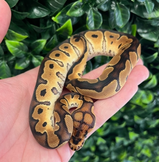 Clown 100% Het Desert Ghost Ball Python by Fireball Reptiles - MorphMarket