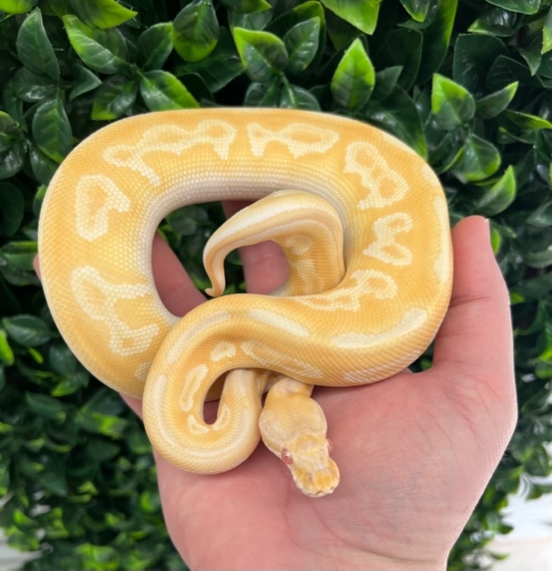 Albino Black Pastel Butter Enchi Ball Python by Fireball Reptiles MorphMarket