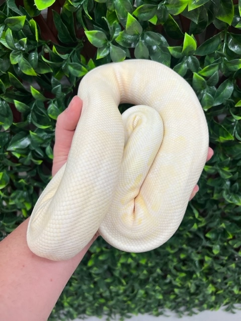 VPI Axanthic Snow Ball Python by Fireball Reptiles - MorphMarket