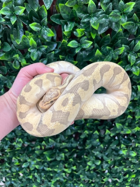 Hypo Pastel Butter Enchi Ball Python by Fireball Reptiles - MorphMarket