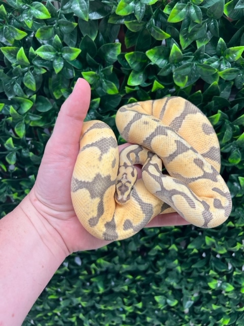 Hypo Super Pastel Super Enchi Ball Python by Fireball Reptiles ...