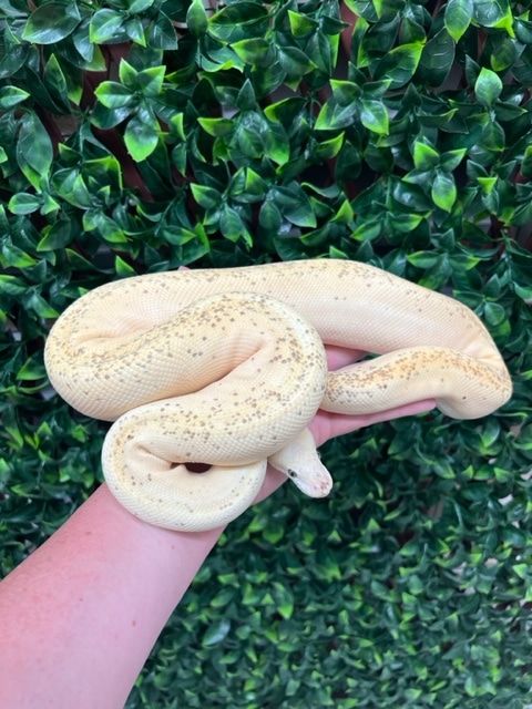 Superblast Superstripe Ball Python by Fireball Reptiles - MorphMarket