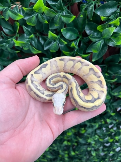 Hypo Pastel Super Vanilla Desert Ghost Ball Python by Fireball Reptiles