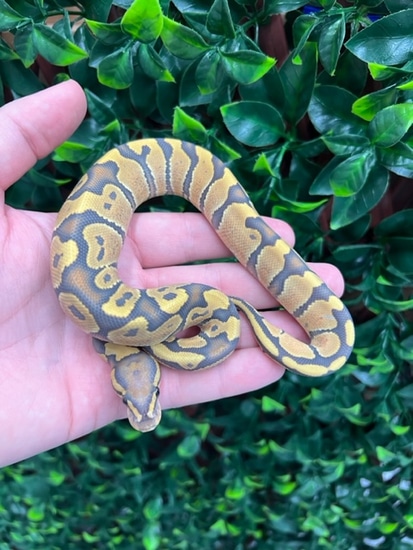 Hypo Vanilla Desert Ghost Ball Python by Fireball Reptiles