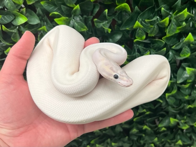 Pastel Ivory Pied Ball Python by Fireball Reptiles - MorphMarket
