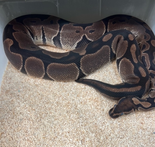 Proven 100 Het Stripe Females Ball Python by Fireball Reptiles
